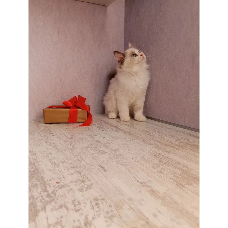 Siberian REZ Laska