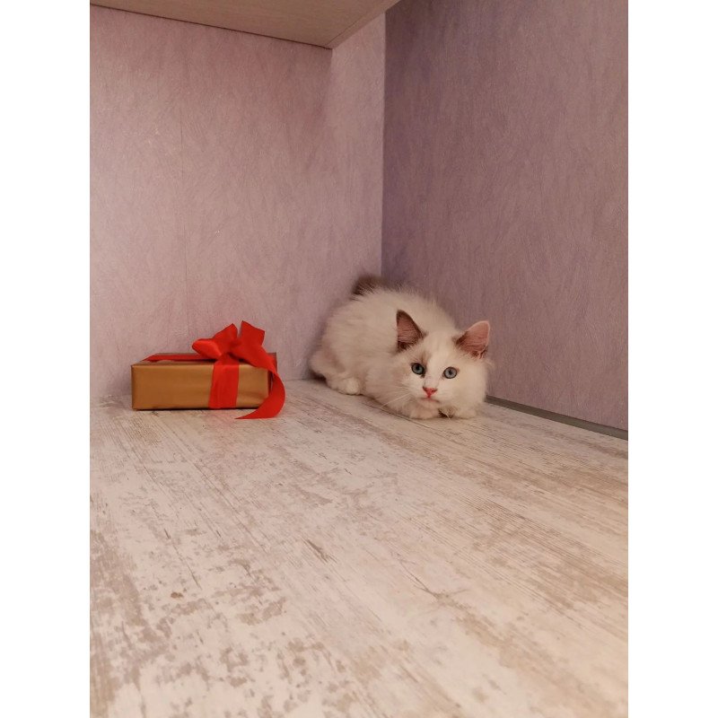 Siberian REZ Laska