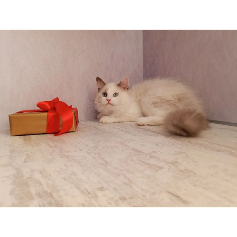 Siberian REZ Laska
