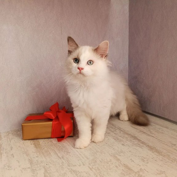 Siberian REZ Laska