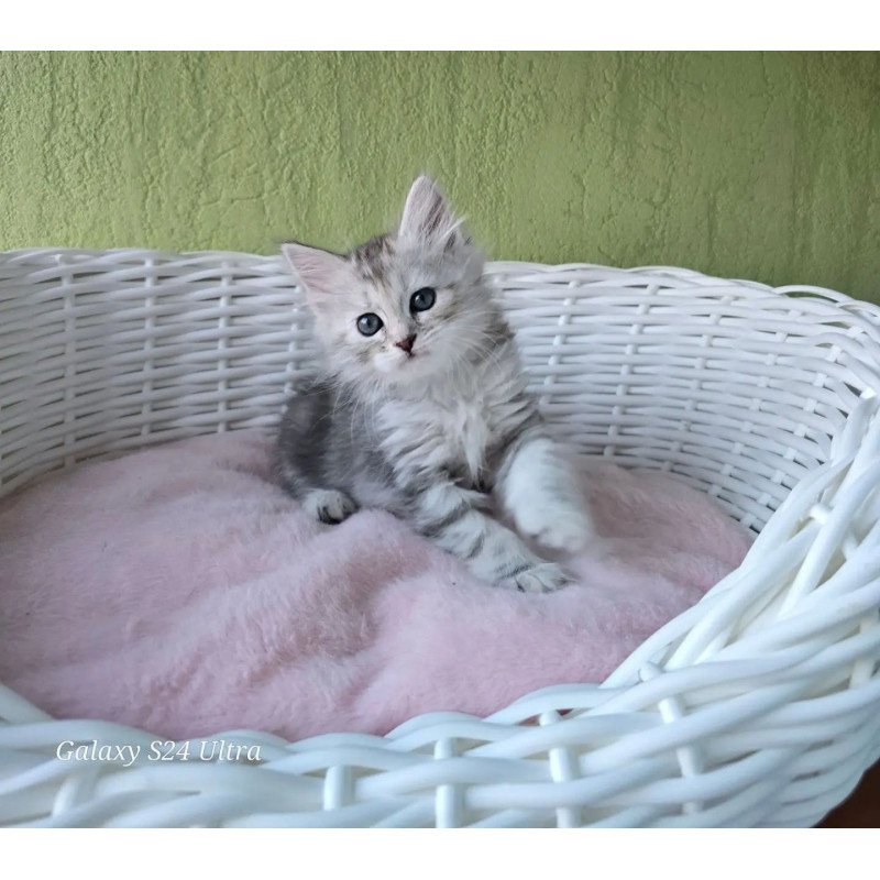 Siberian REZ Roxy
