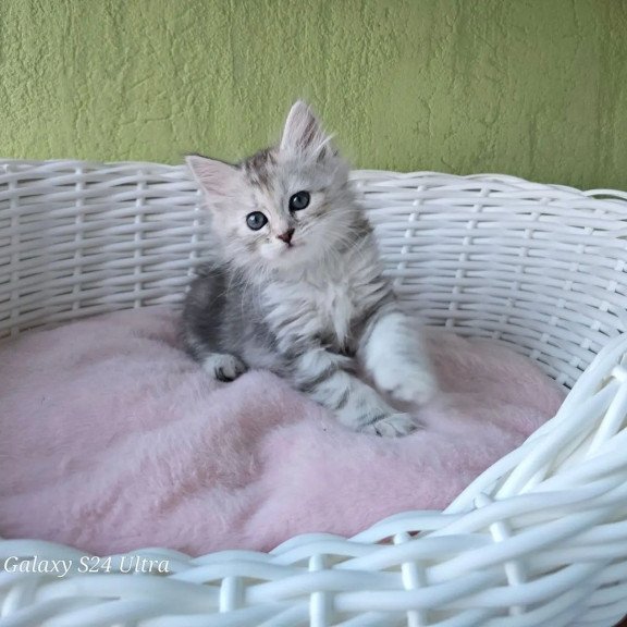 Siberian REZ Roxy