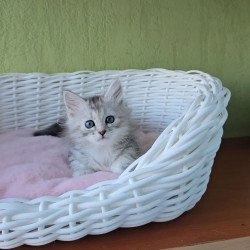 Siberian REZ Roxy