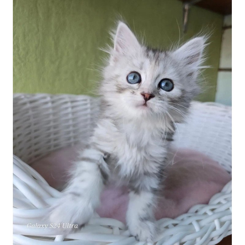 Siberian REZ Roxy
