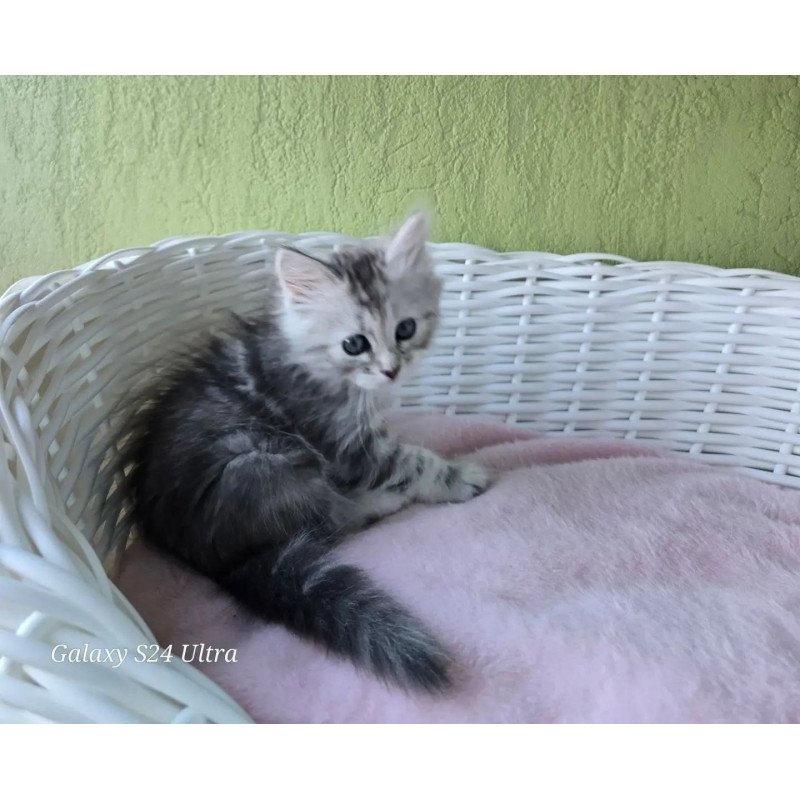 Siberian REZ Roxy