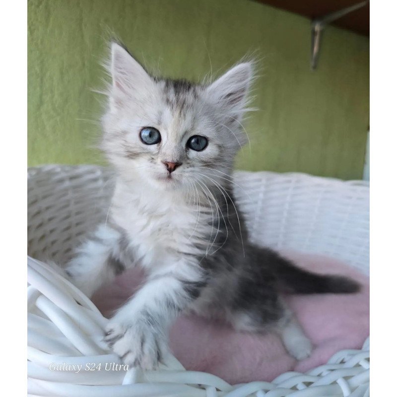 Siberian REZ Roxy