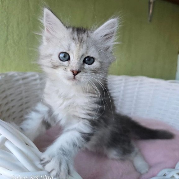 Siberian REZ Roxy