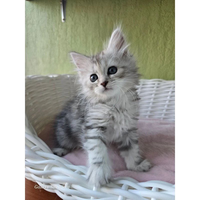 Siberian REZ Roxy