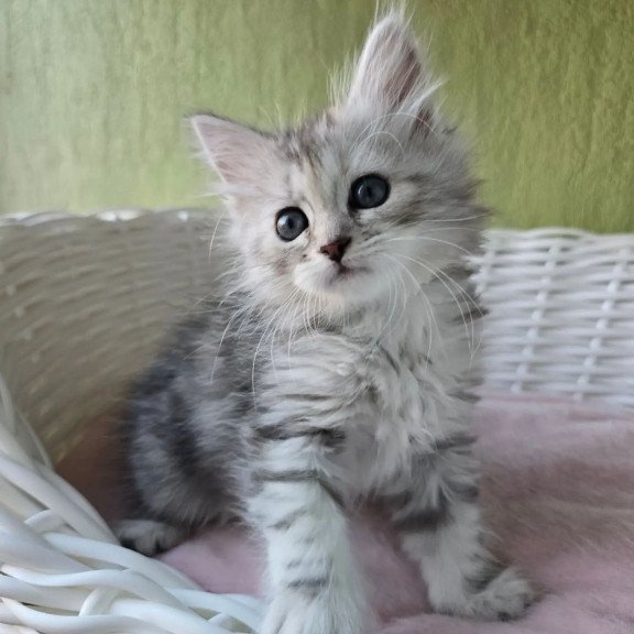 Siberian REZ Roxy