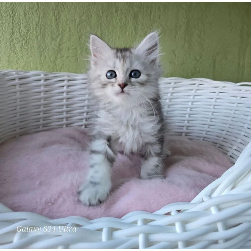 Siberian REZ Roxy