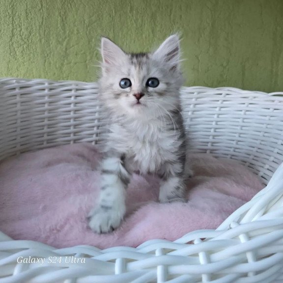 Siberian REZ Roxy