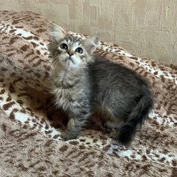 Siberian REZ Pluton
