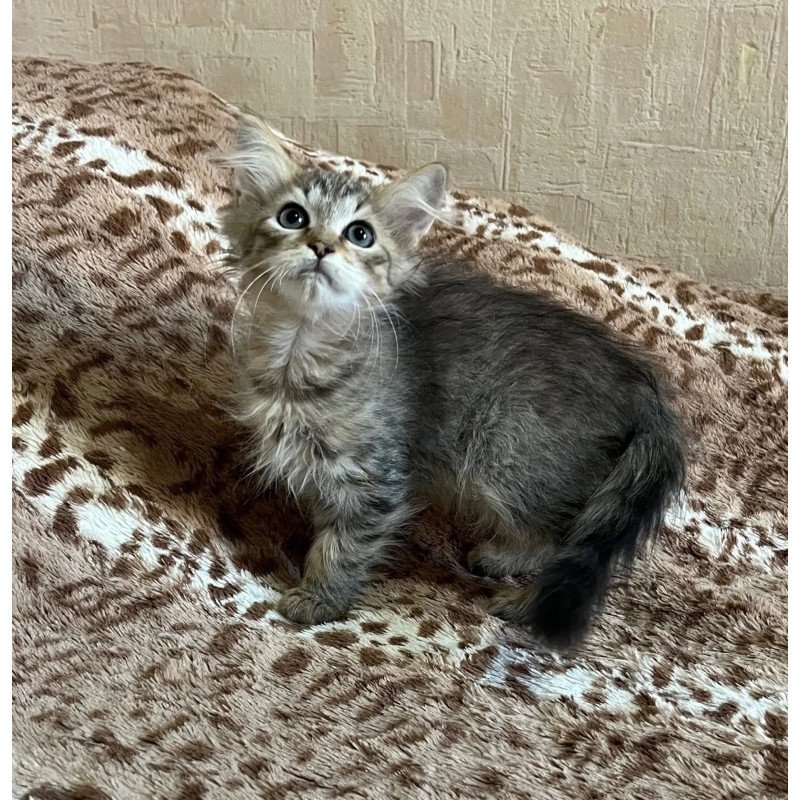 Siberian REZ Pluton