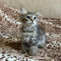 Siberian REZ Pluton
