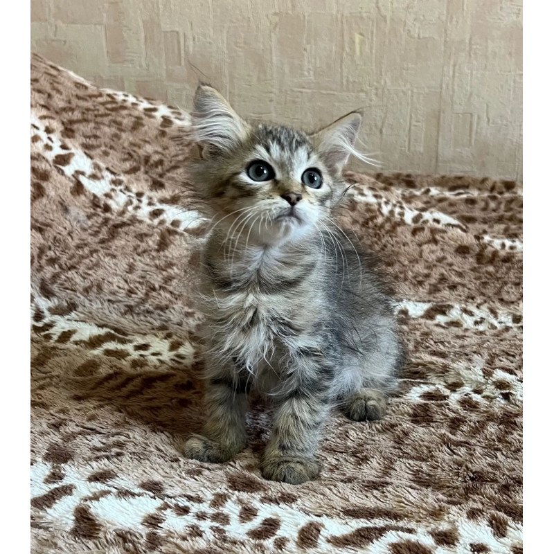 Siberian REZ Pluton