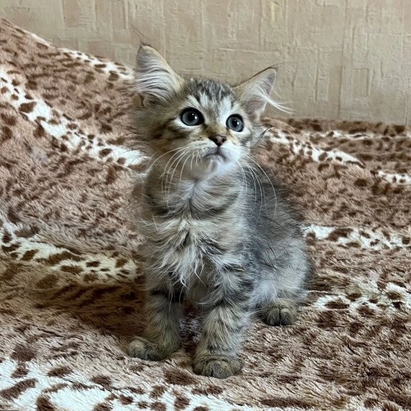 Siberian REZ Pluton