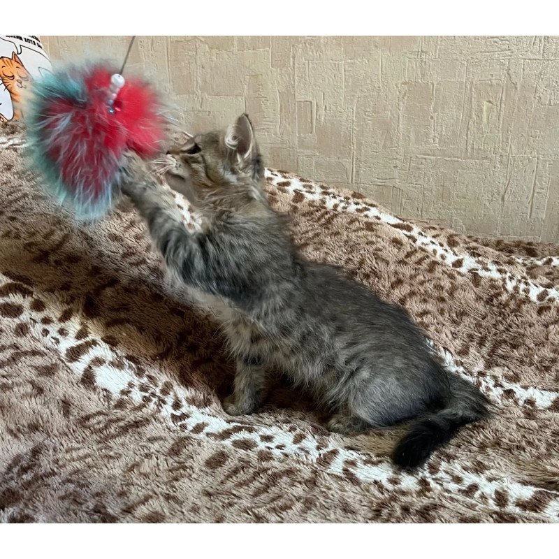 Siberian REZ Pluton