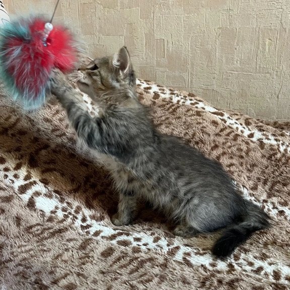 Siberian REZ Pluton