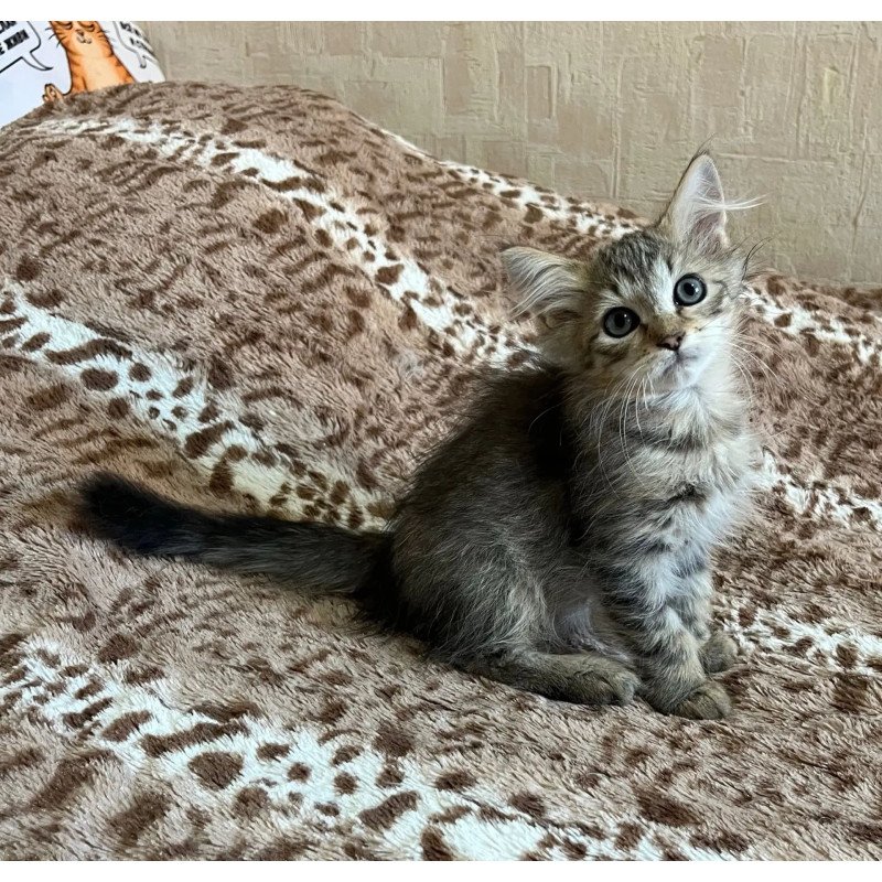 Siberian REZ Pluton