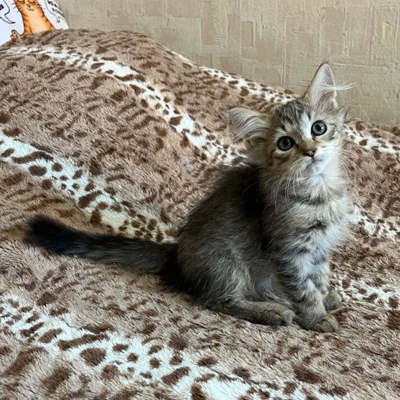 Siberian REZ Pluton