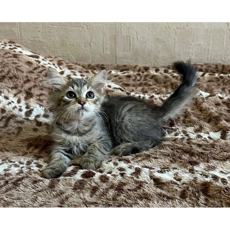 Siberian REZ Pluton