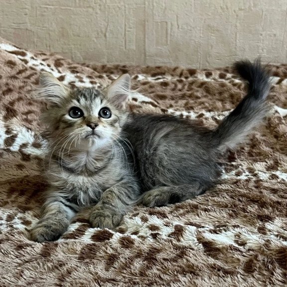 Siberian REZ Pluton