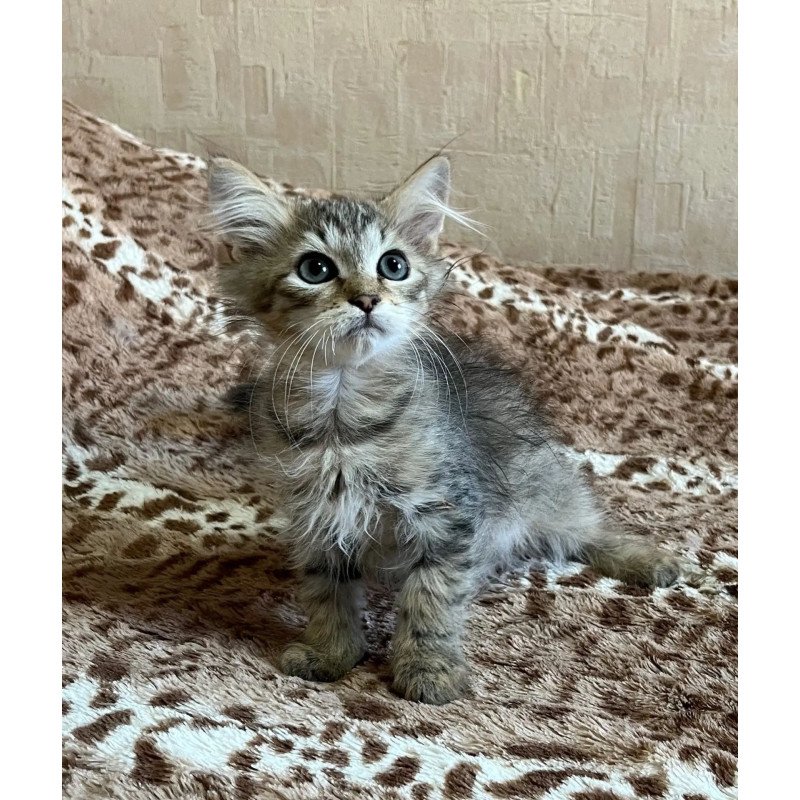 Siberian REZ Pluton