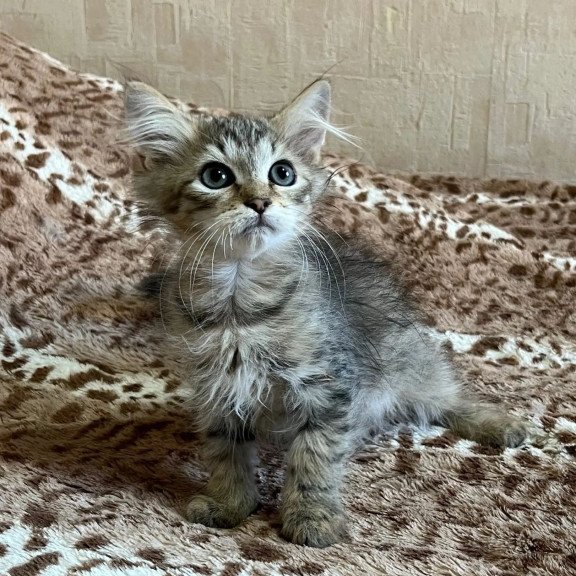 Siberian REZ Pluton