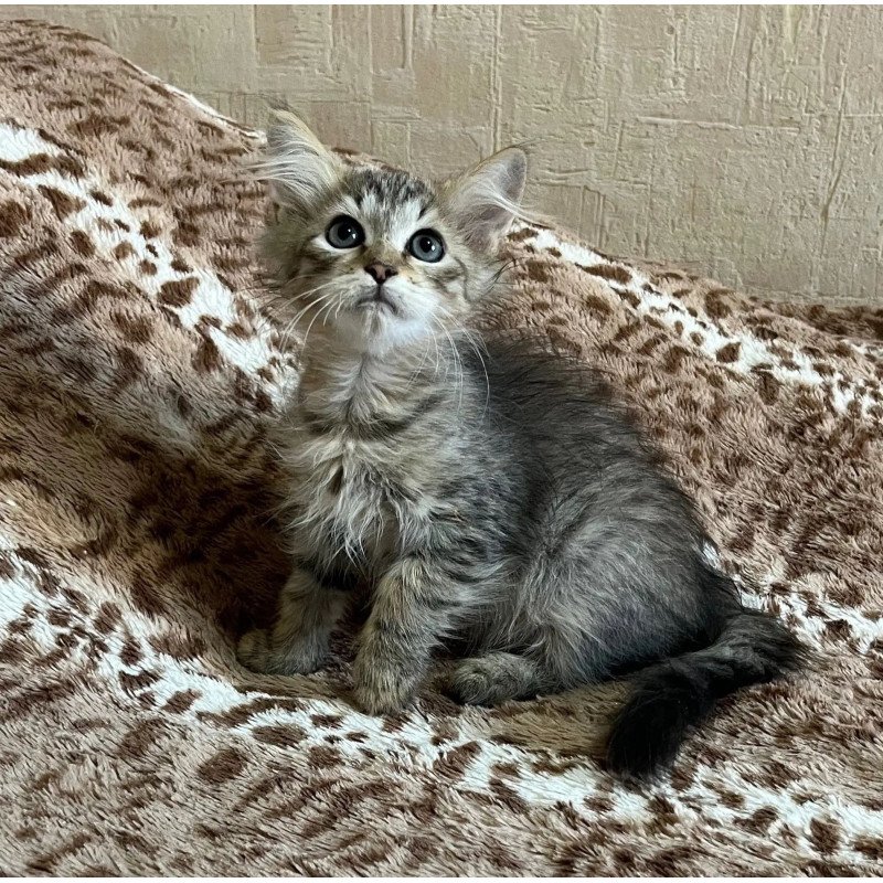 Siberian REZ Pluton