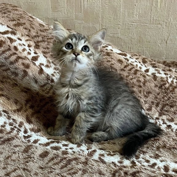 Siberian REZ Pluton