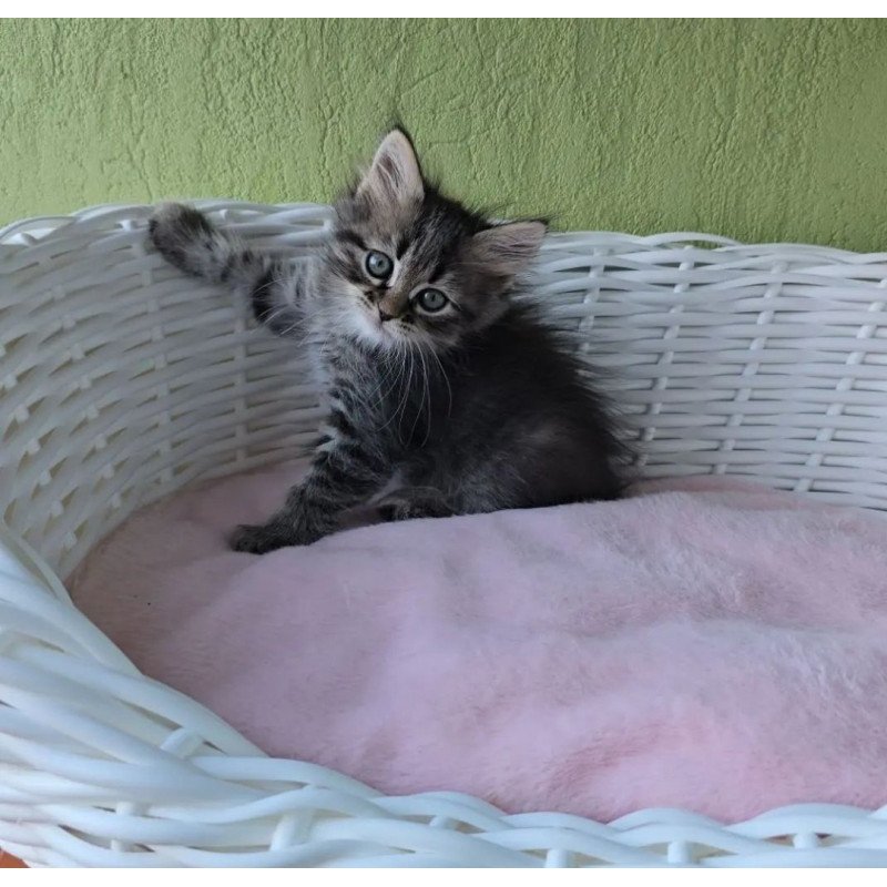 Siberian REZ Rybinka