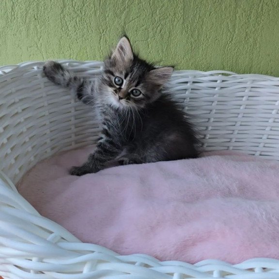 Siberian REZ Rybinka