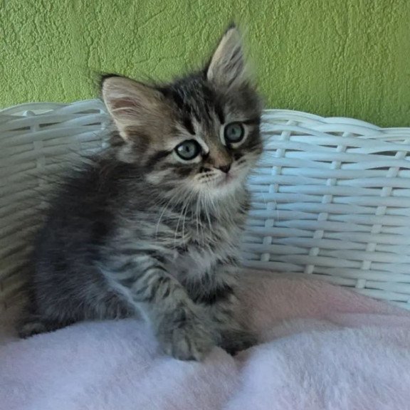 Siberian REZ Rybinka