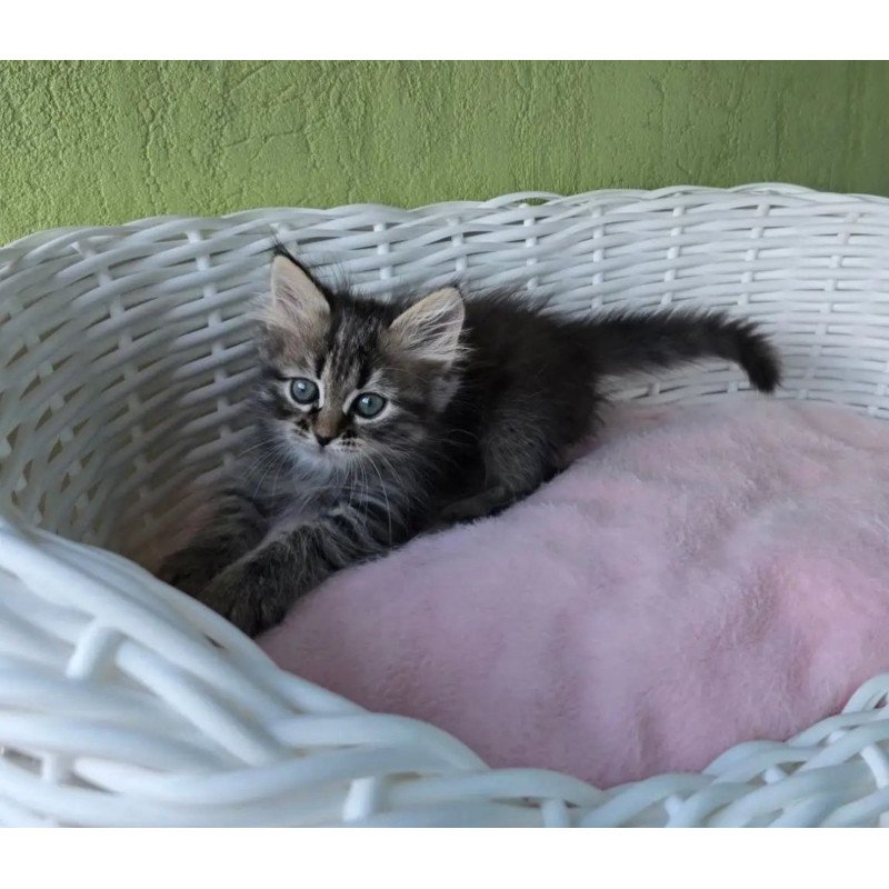 Siberian REZ Rybinka