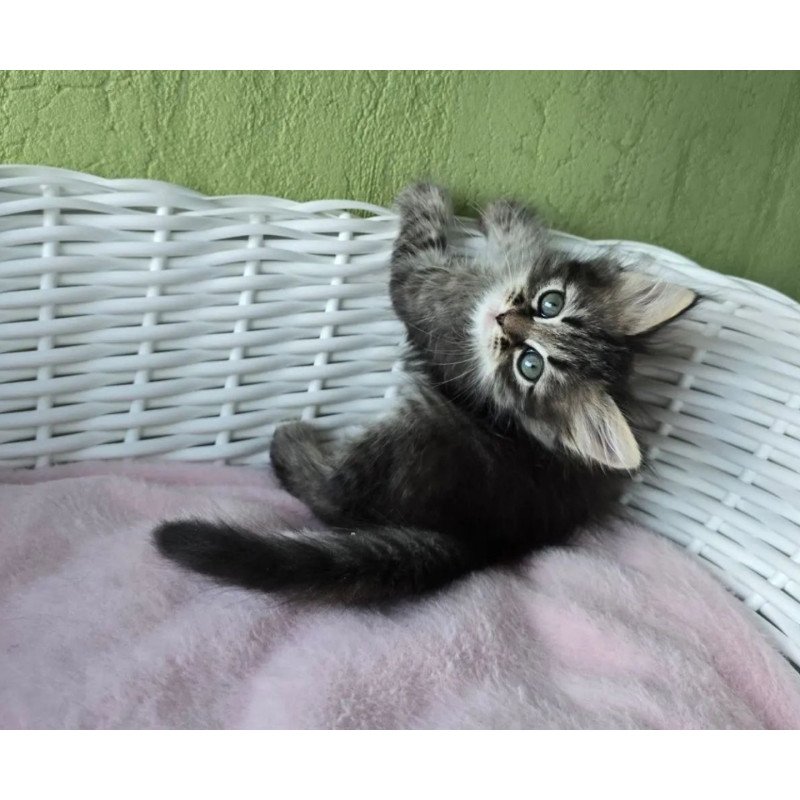 Siberian REZ Rybinka