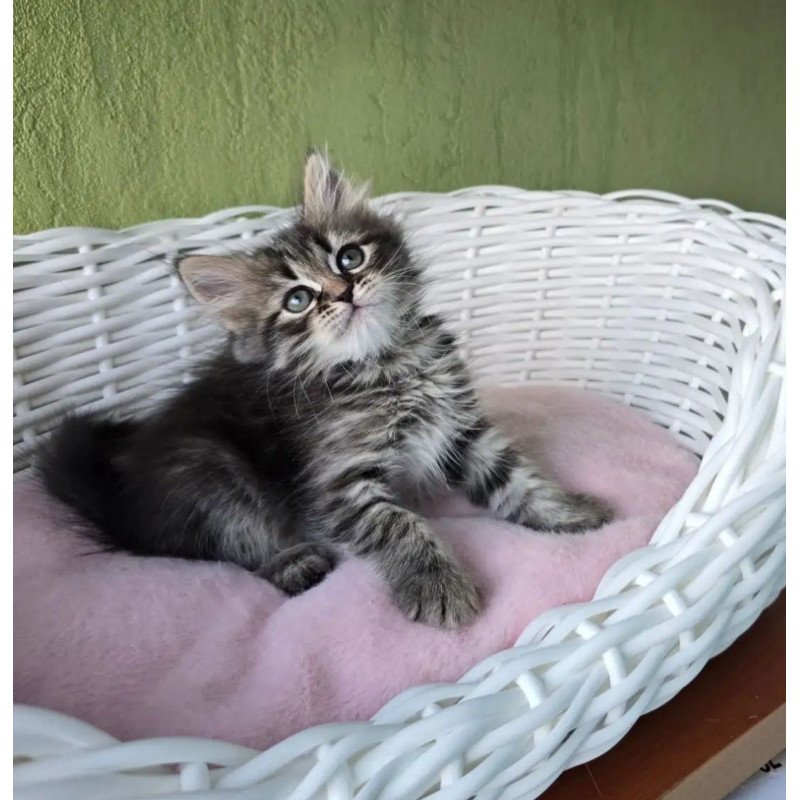 Siberian REZ Rybinka