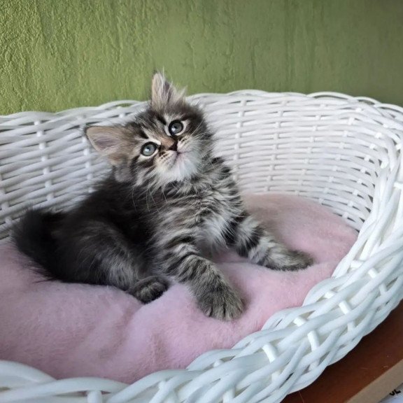 Siberian REZ Rybinka