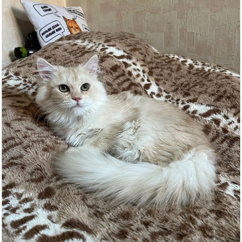 Siberian REZ Gwen
