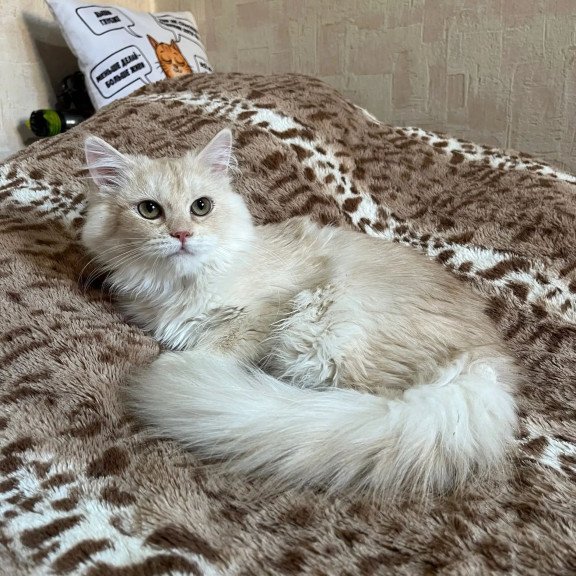 Siberian REZ Gwen