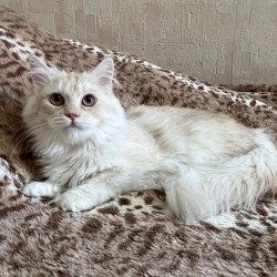 Siberian REZ Gwen