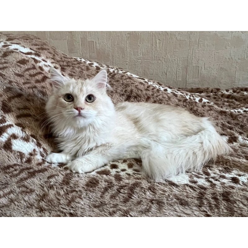 Siberian REZ Gwen