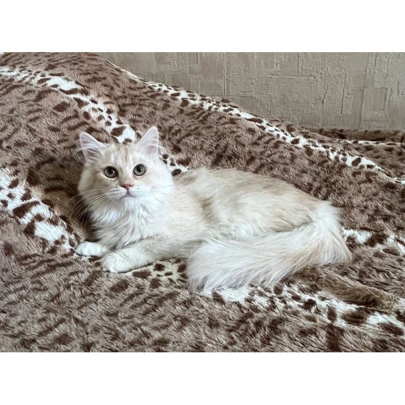 Siberian REZ Gwen