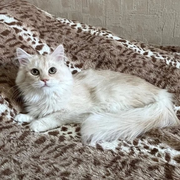 Siberian REZ Gwen
