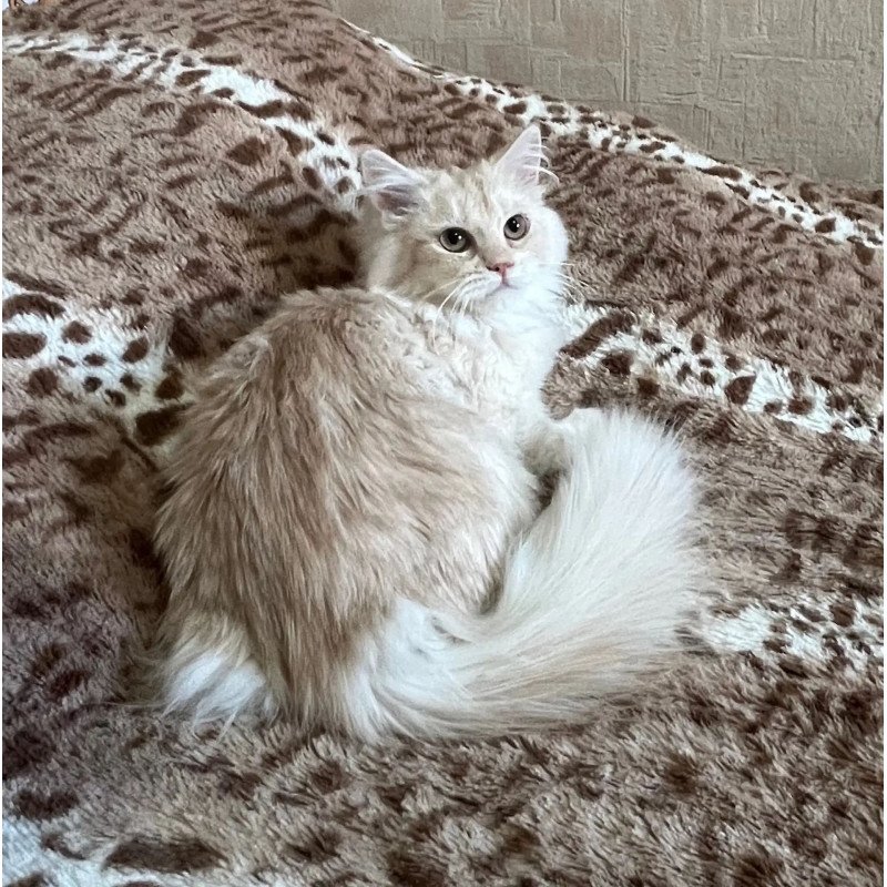 Siberian REZ Gwen