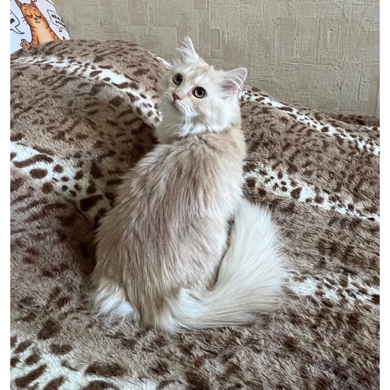 Siberian REZ Gwen