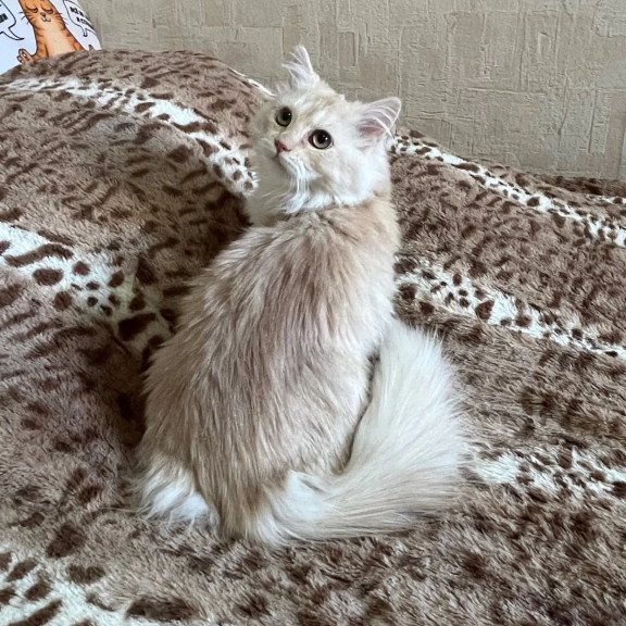 Siberian REZ Gwen
