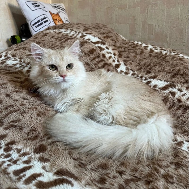 Siberian REZ Gwen