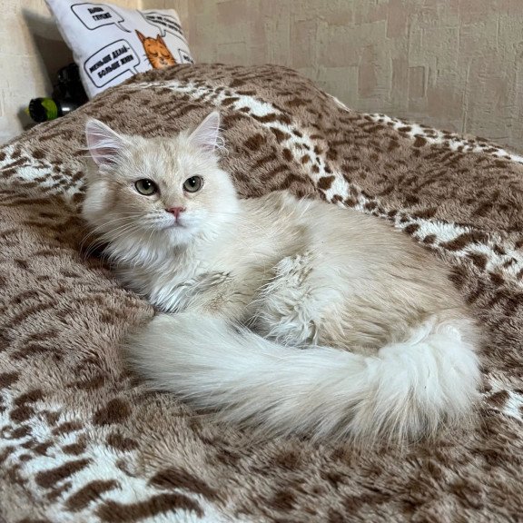 Siberian REZ Gwen