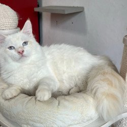 Siberian REZ Altair