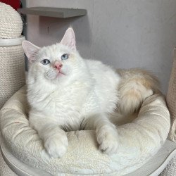 Siberian REZ Altair